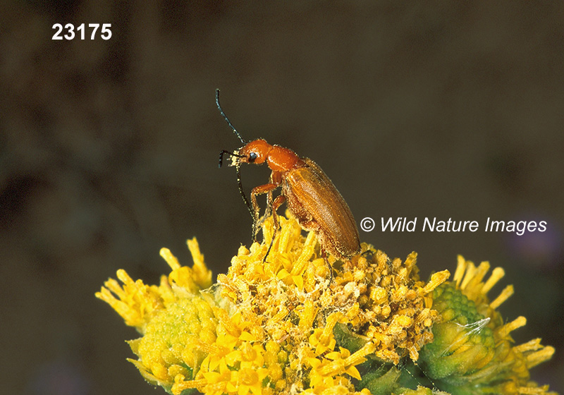 Nemognatha lutea (Meloidae, Coleoptera)